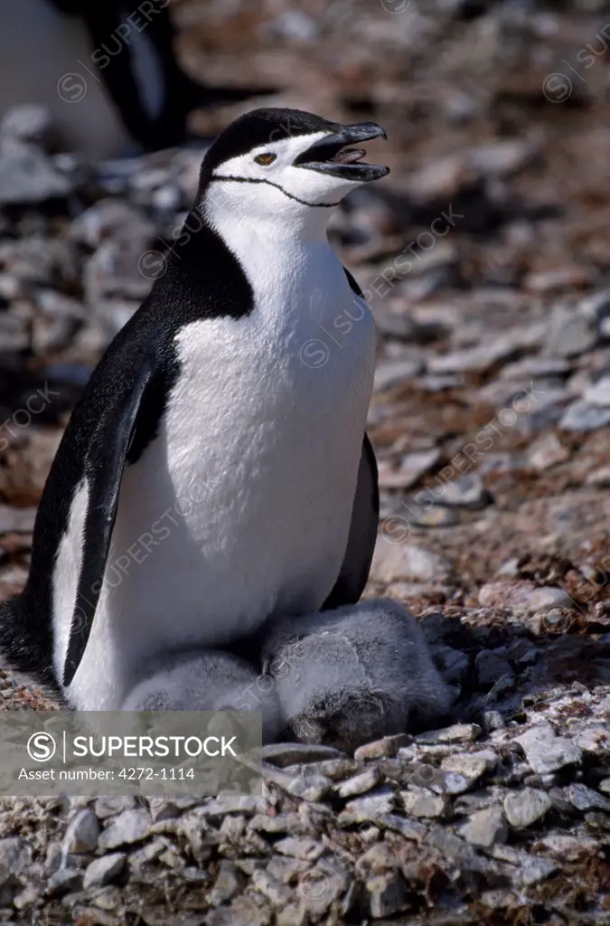 Antarctica, South Shetland Islands, Livingstone Island. Chinstrap penguins (pygoscelis antarctica) at Hannah Point.