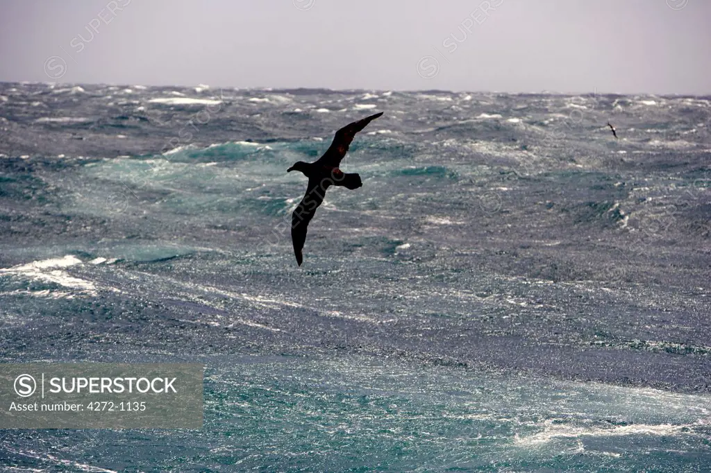 Antarctica, Drakes Passage. Giant Petrels, Macronectes giganteus, in flight over Drakes Passage. Largest of the petrel family, Giant petrels, unlike albatrosses, forage on both land and sea.