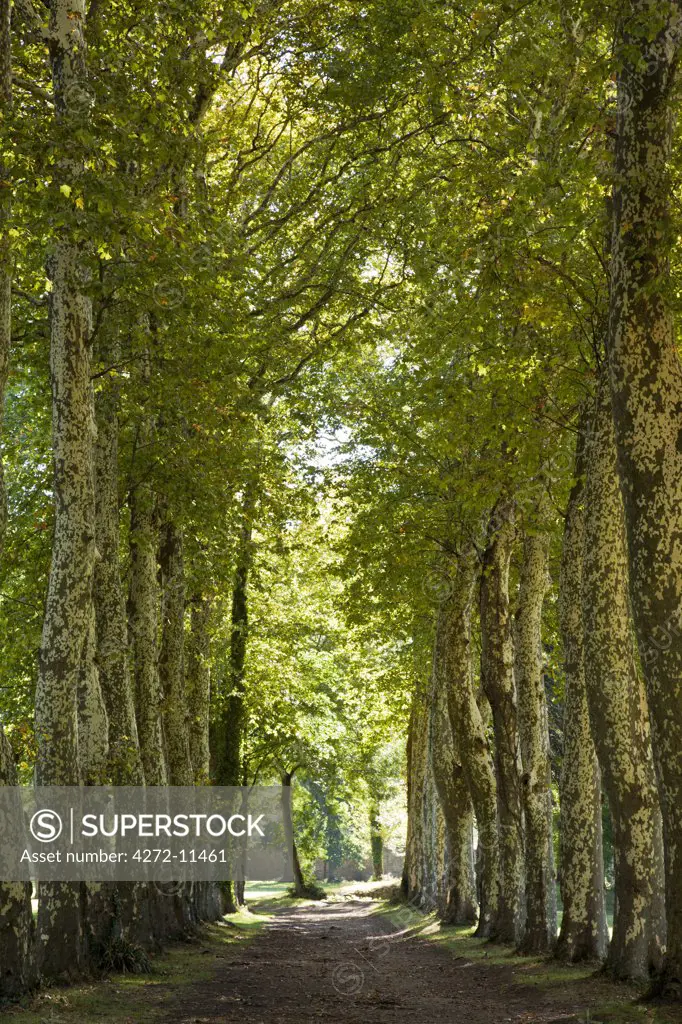 France, Tarn, Soreze.  Avenue of plane trees, in the grounds of the Abbaye Ecole de Soreze.