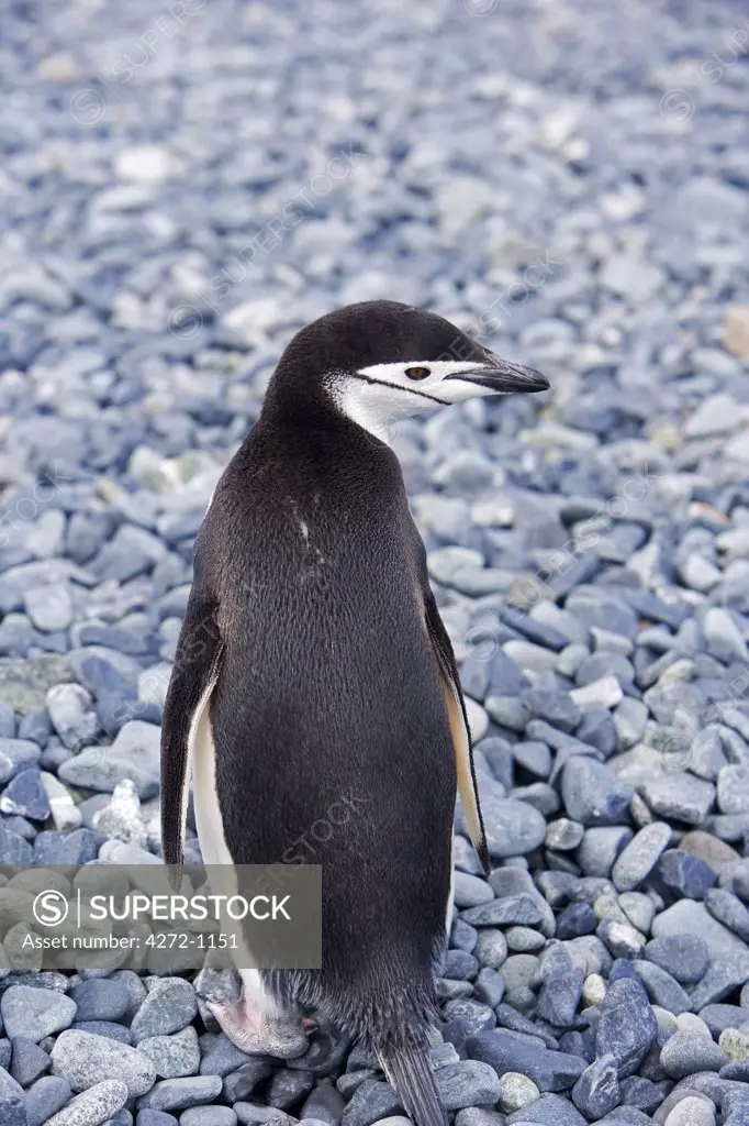 Chinstrap Penguin (Pygoscelis) on the beach of Half Moon Bay on Livingstone Island, Antartica