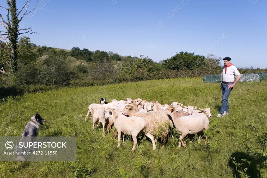 Shepherd, Labourd, the Basque Provinces, France