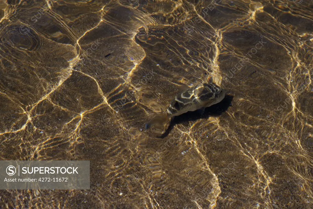 Sting ray in shallow water, Bartolome Island.