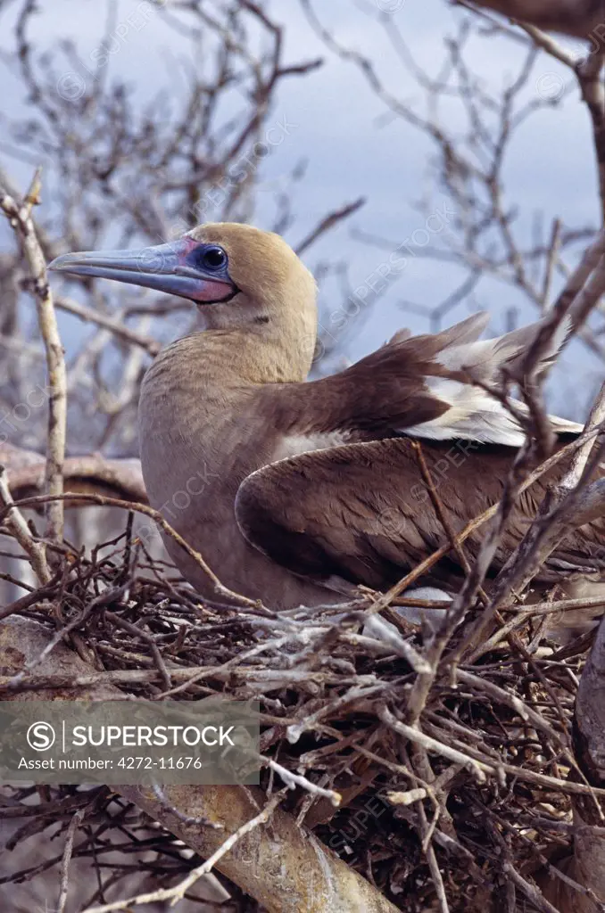 Red Footed Booby and baby in nest. Genovesa is home to what is probably the largest population of Red Footed Boobies.