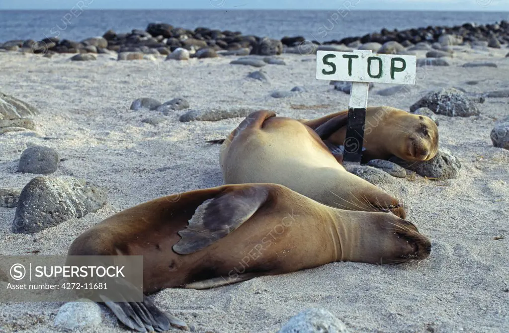Three female sea lions sleep on the beach at Seymour Island in the Galapagos Islands, Ecuador.