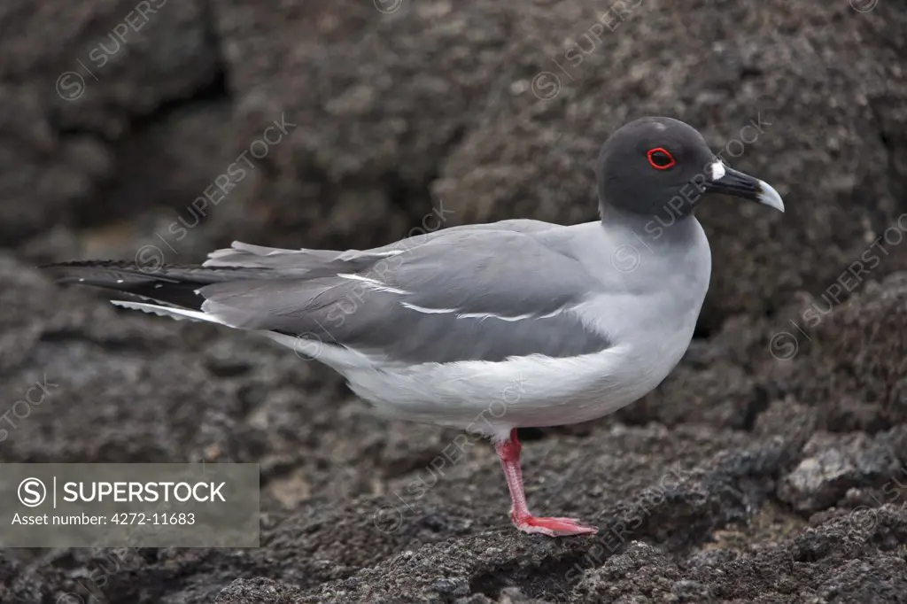 Galapagos Islands, A endemic swallow-tailed gull on Genovese island, unusual as it feeds at sea at night.