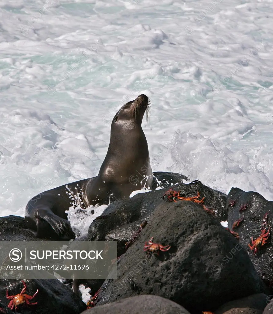 Galapagos Islands, A Galapagos sea lion and Sally lightfoot crabs on the shores of North Seymour island.