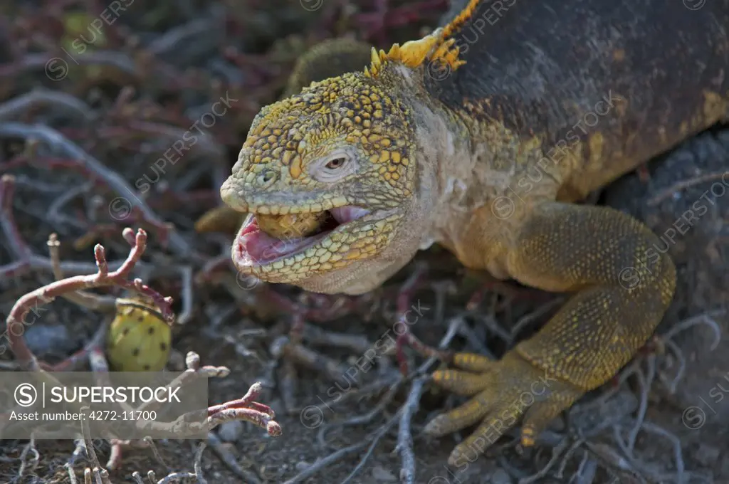 Galapagos Islands, A land iguana on South Plaza island feeds on prickly pears, highlighting the toughness of its mouth.