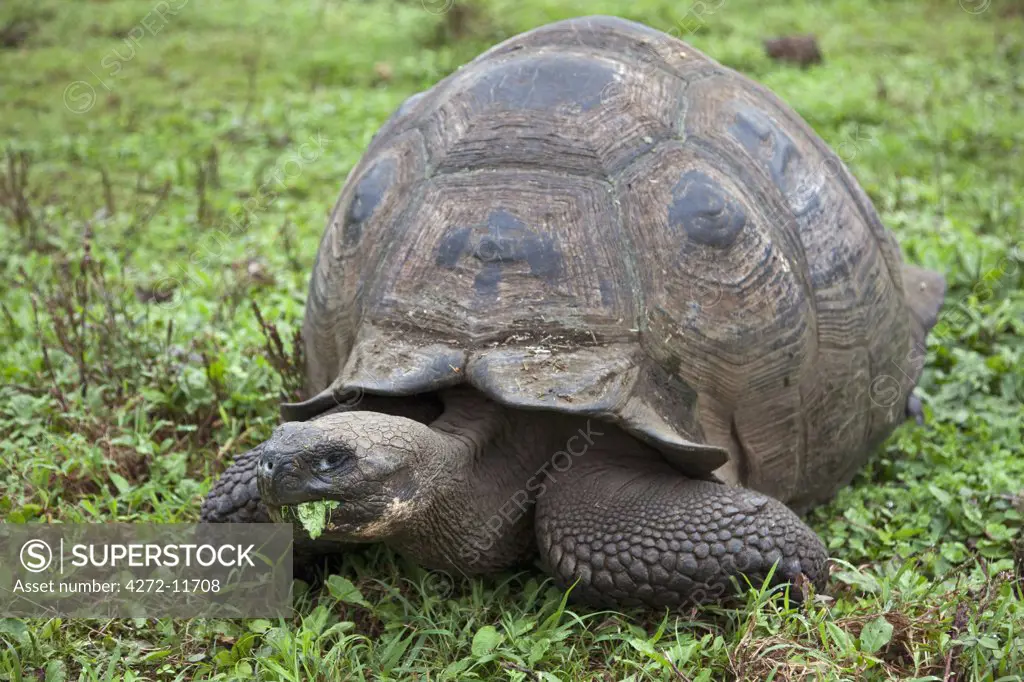 Galapagos Islands, A giant tortoise after which the Galapagos islands were named.