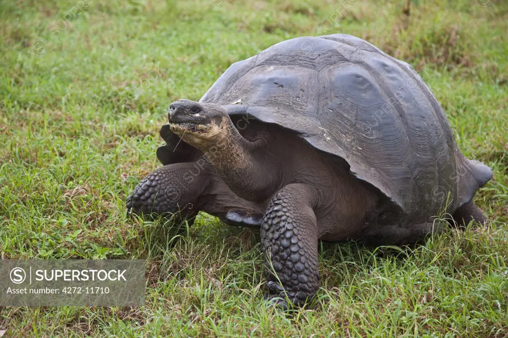 Galapagos Islands, A giant tortoise after which the Galapagos islands were named.