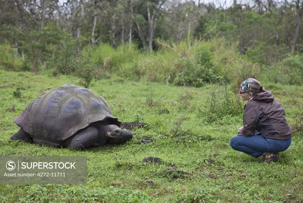 Galapagos Islands,  visitor to Santa Cruz island watches a giant tortoise after which the Galapagos islands were named.