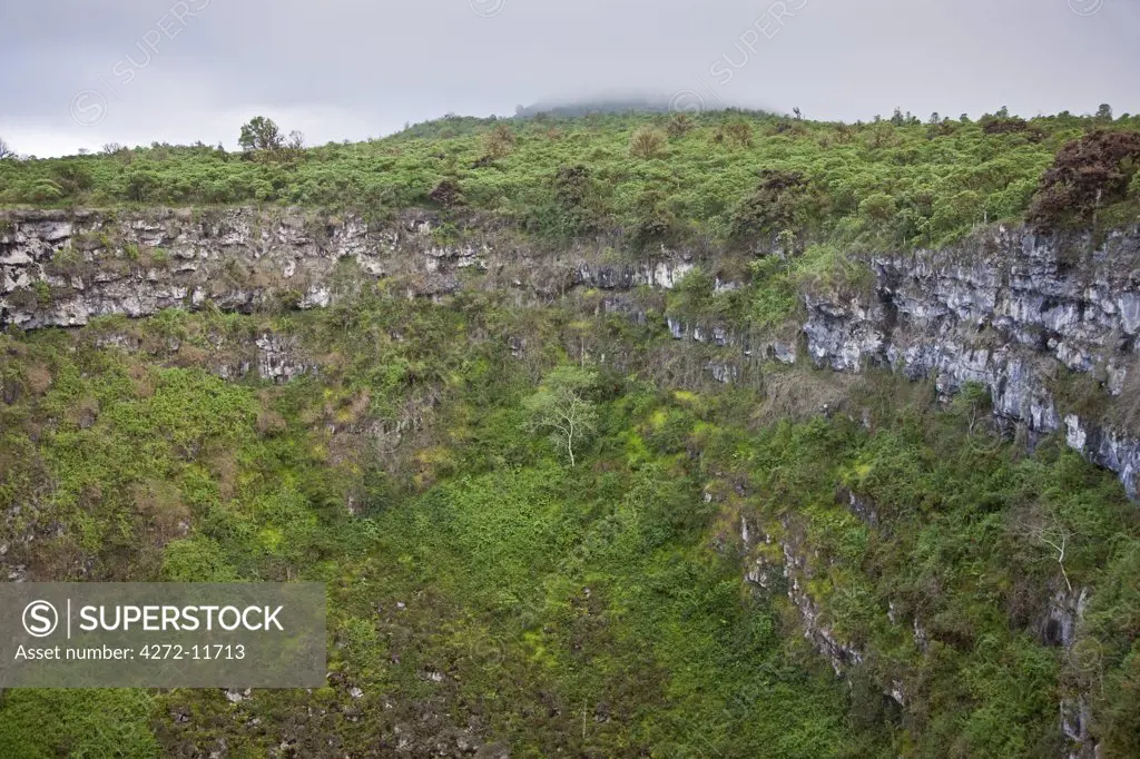 Galapagos Islands, A volcanic crater surrounded by lush cloud-forest on Santa Cruz Island. Dominated by evergreen scalesia trees, the cloud-forest is nurtured by moisture from low clouds and mists.