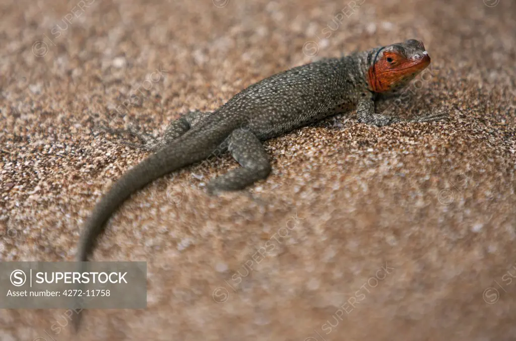 Galapagos Islands, A female lava lizard on Bartolome Island identified by its red head.  These ubiquitous reptiles show the phenomenon of adaptive radiation so typical of the Galapagos Islands.