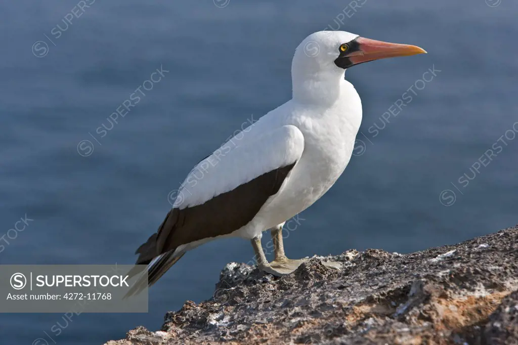 Galapagos Islands, A Nazca booby on the lava cliffs of Genovese Island.