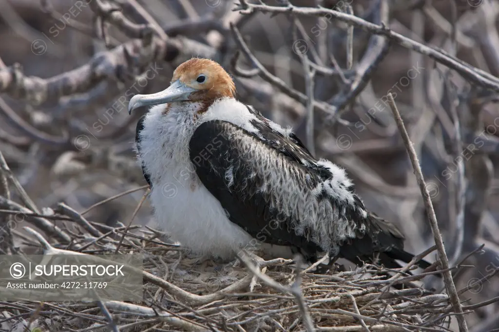 Galapagos Islands, A young Great frigatebird on its nest on Genovese Island.