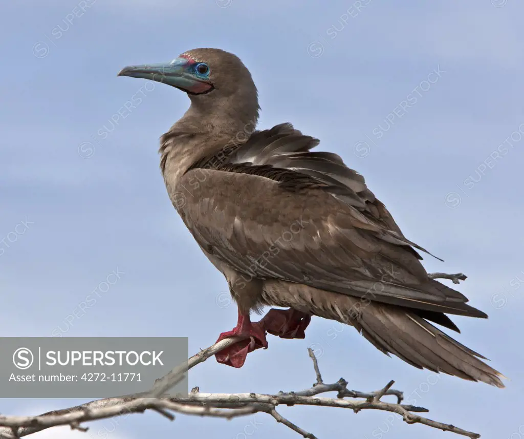 Galapagos Islands, A red-footed booby on Genovese Island which harbours the largest colony of these boobies in the world.