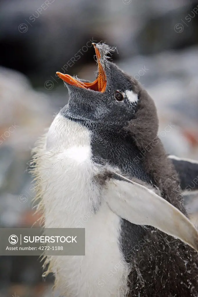 Antarctica, Antarctic Peninsula. A moulting Gentoo Penguin calls out for its next meal at the breeding colony at Paradise Harbour.
