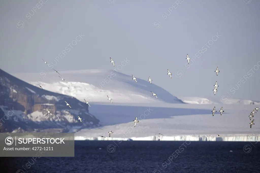Antartica, Antarctic Peninsula. A flock of the common place Cape Petrel (Daption capense) in flight over one of the peninsula's many embayments with mountain and glacier flowing off the icecap in the background.