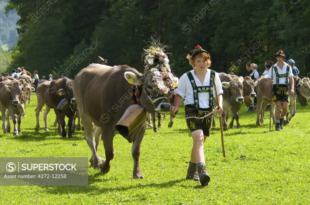 Almabtrieb, ceremonial driving down of cattle from the mountain pastures into the valley in autumn, Bad Hindelang, Allgaeu, Bavaria, Germany