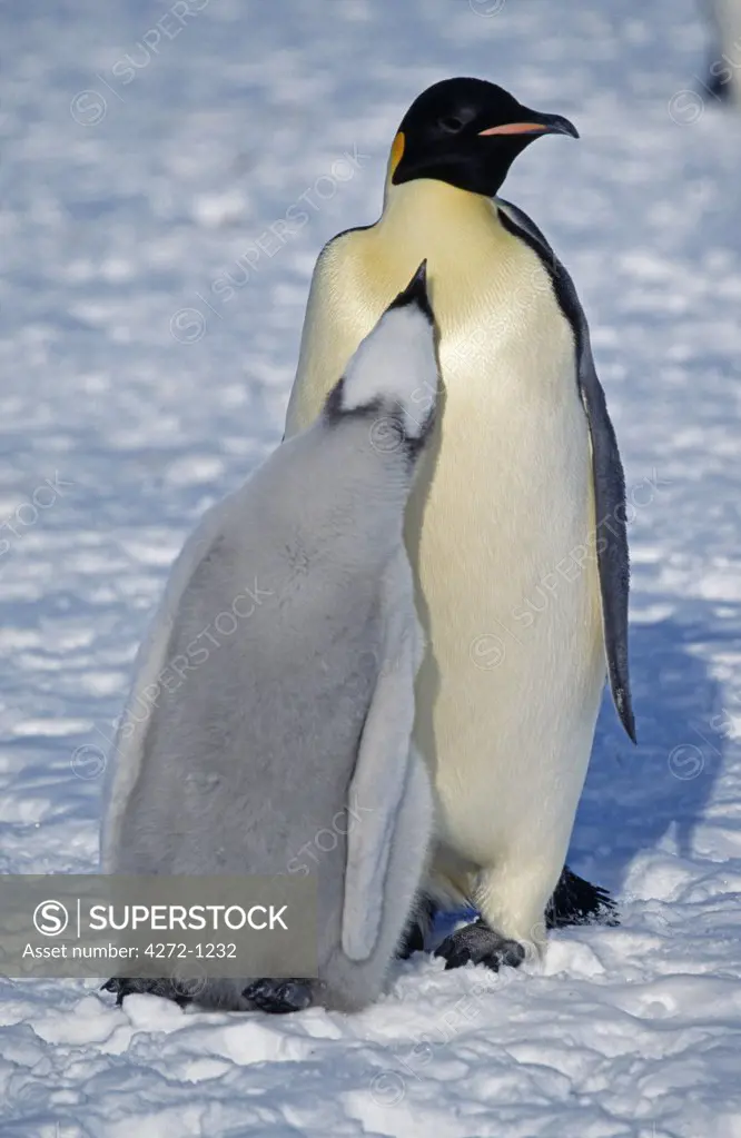 Antarctica, Weddell Sea, Halley Bay. Emperor penguin & chick (Aptenodytes forsteri).