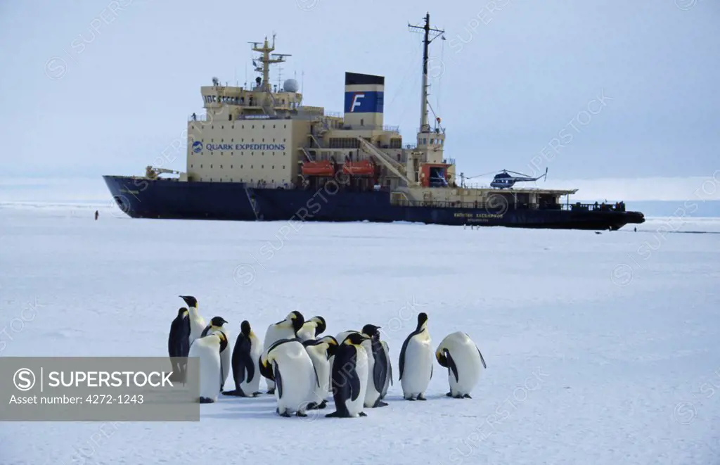 Antarctica, Weddell Sea, Atka Bay. Emperor Penguins (Aptenodytes forsteri) & Russian Icebreaker 'Kapitan Khlebnikov'