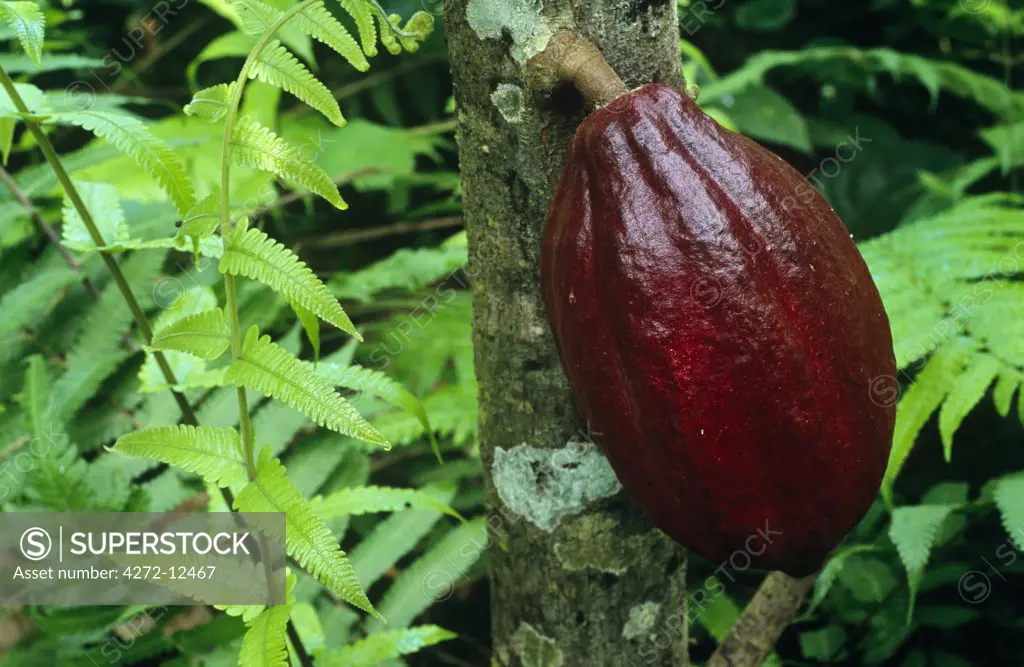 Ghana, Greater Accra. Cocoa pods- Ghana is the largest cocoa producer in the world.