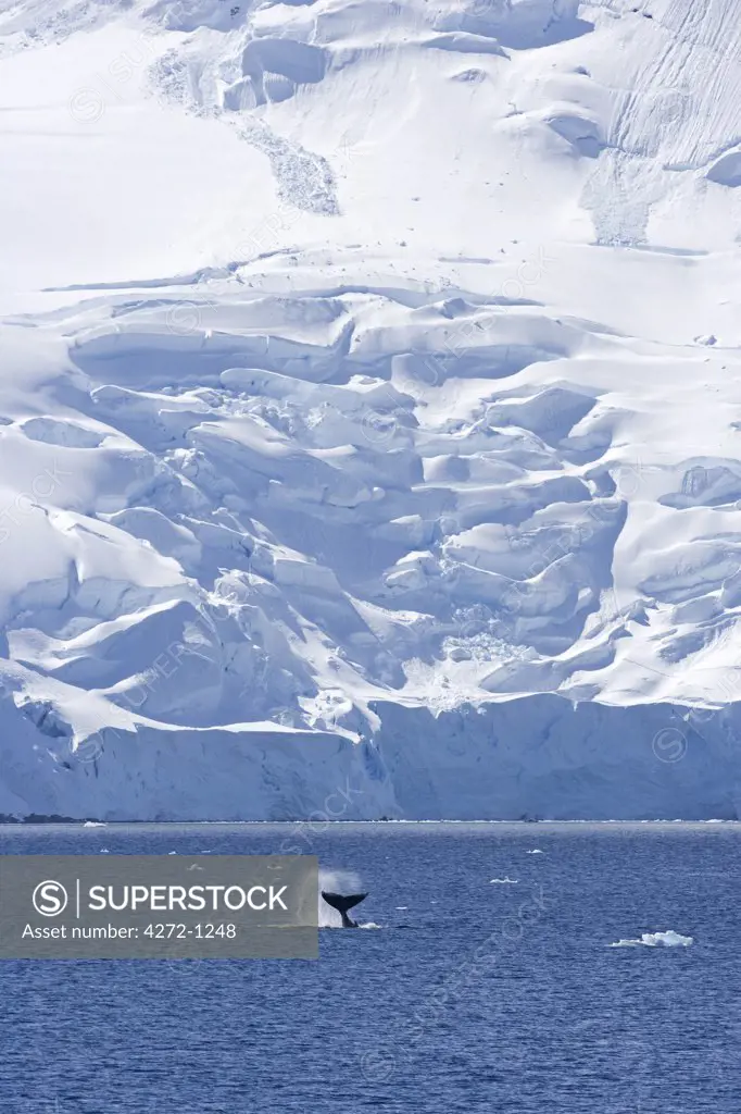 Antarctica, Antarctic Peninsula. Display behavoiur from a Humpback Whale (Megaptera novaeangliae) - tail slapping is used to communicate over short distances possibly to identify krill concentrations.
