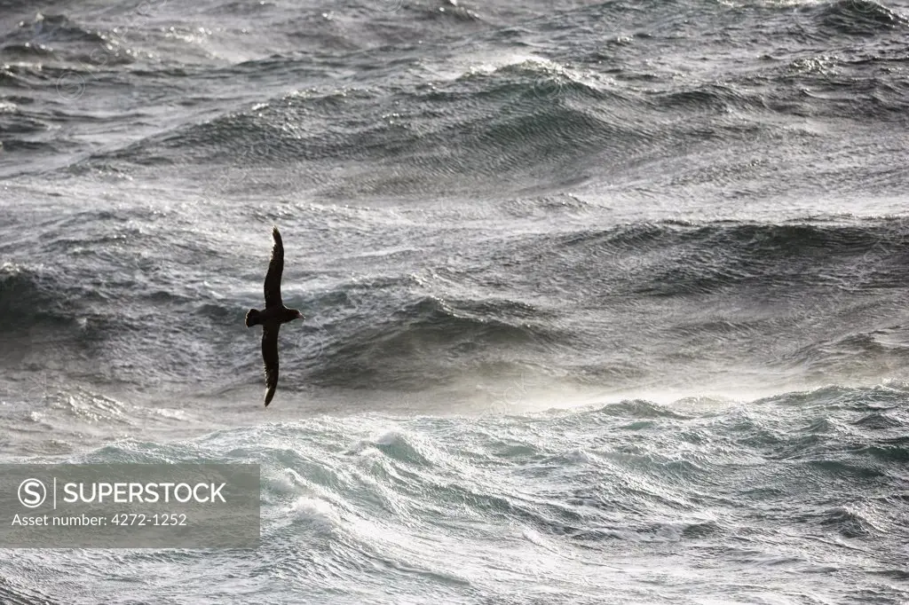 Antarctica, Drakes Passage.   A Southern Giant Petrel (Macronectes giganteus) sweeping gracefully across the stormy wind-blown waters of the Drakes Passage crossing from Antarctica to continental South America