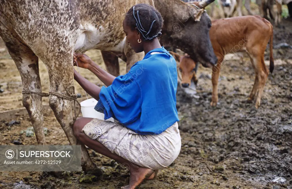 Ghana, Ashanti Region, Kumasi. Woman milking cow near Kumasi.