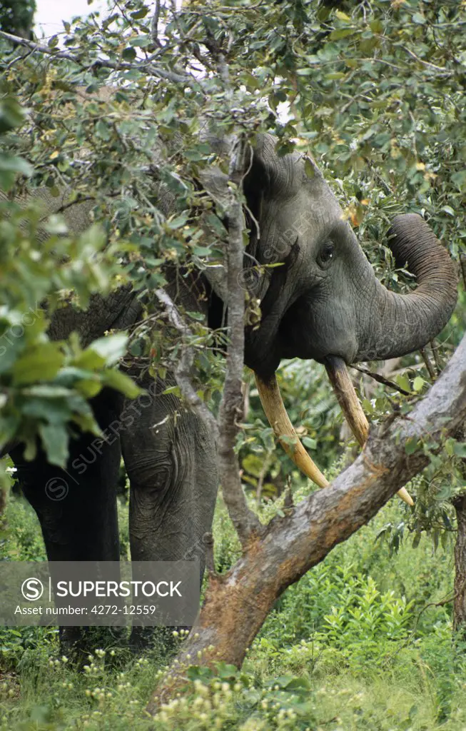 Ghana, Northern region, Mole National Park. Elephants outside Mole National Park, eating trees and crops.