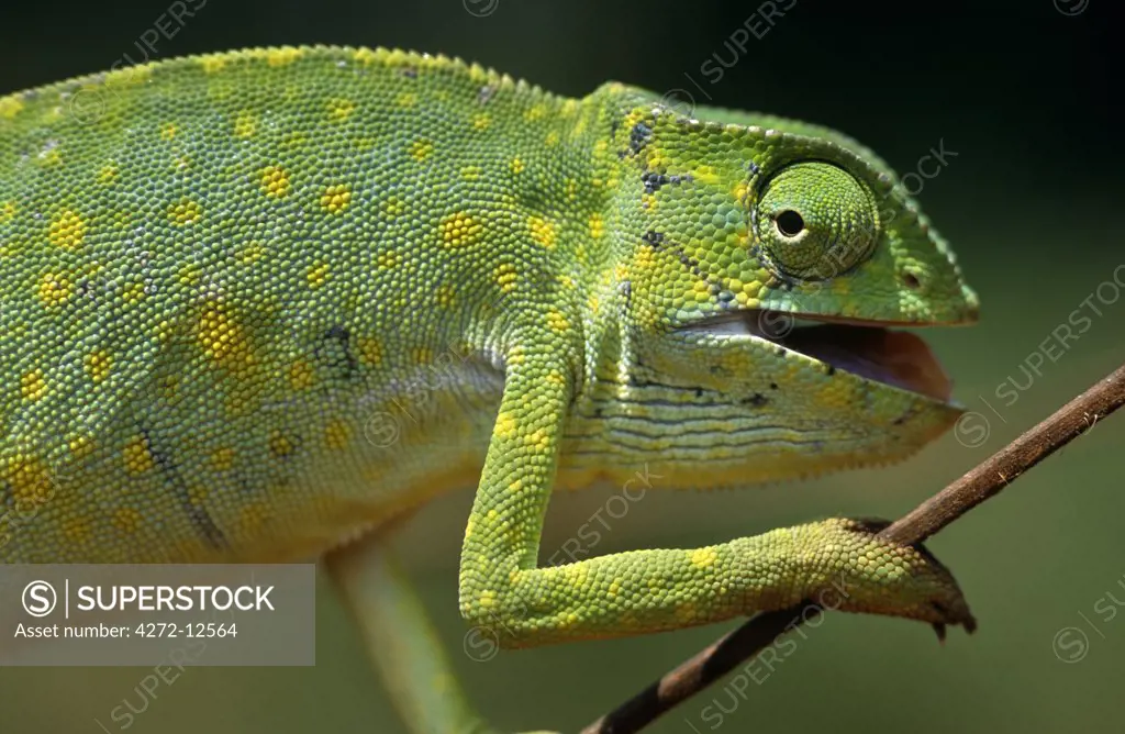 Ghana, Northern Region, Wa. A chameleon- these colourful characters are feared by the locals and thought of as unlucky.