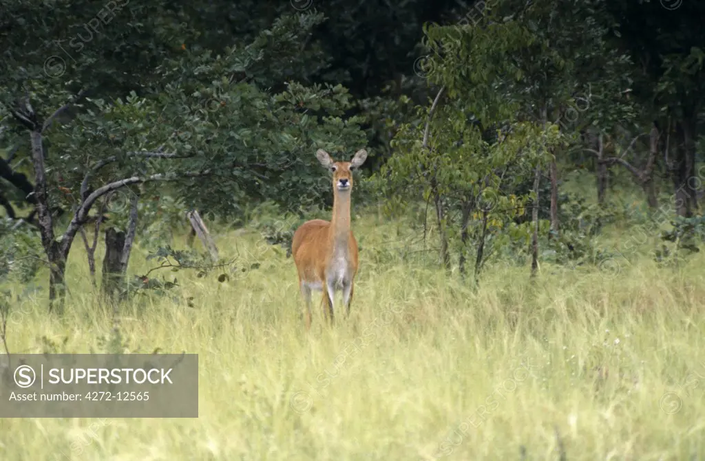 Ghana, Northern region, Mole National Park. A kob antelope in Mole National Park.