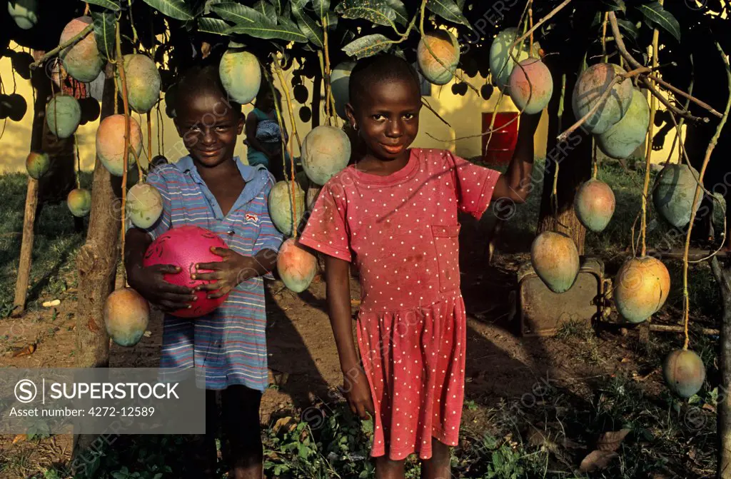 Ghana, Volta region, Aboasa. Children under a hybrid mango tree.
