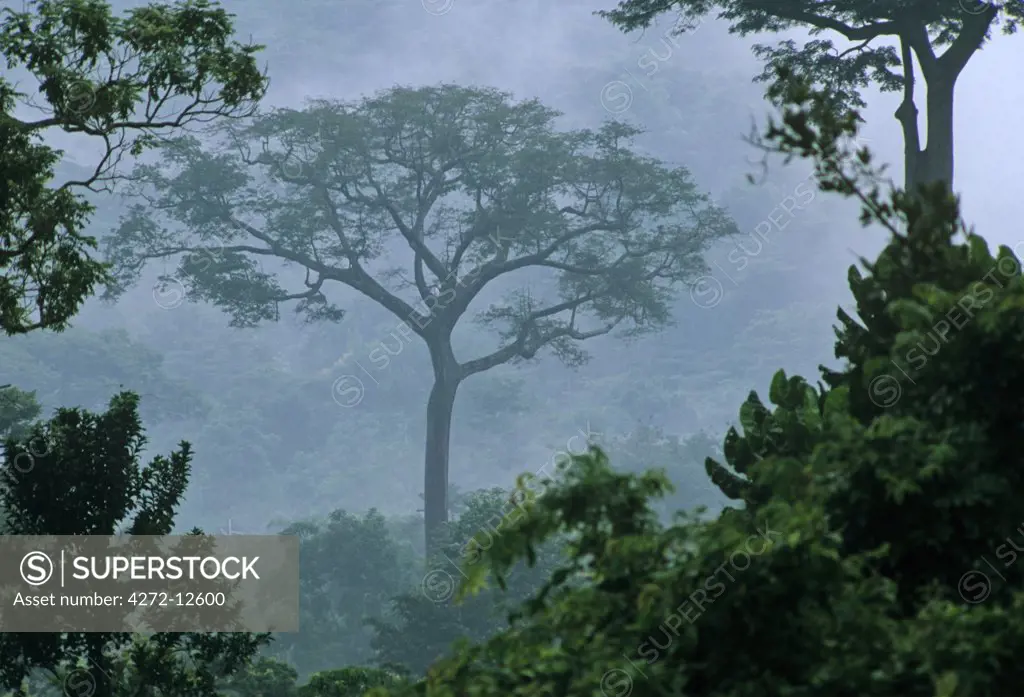 Ghana, Eastern region, Atewa. A large forest tree stands out at dawn. Atewa is one of the reserves protecting trees from being used as firewood.