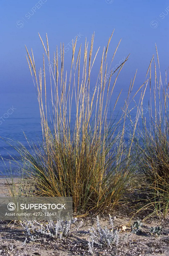 Grass on beach