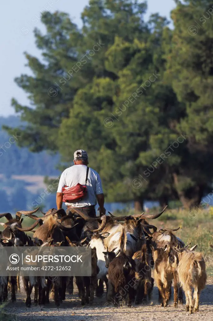 Goatherd leads his herd of goats