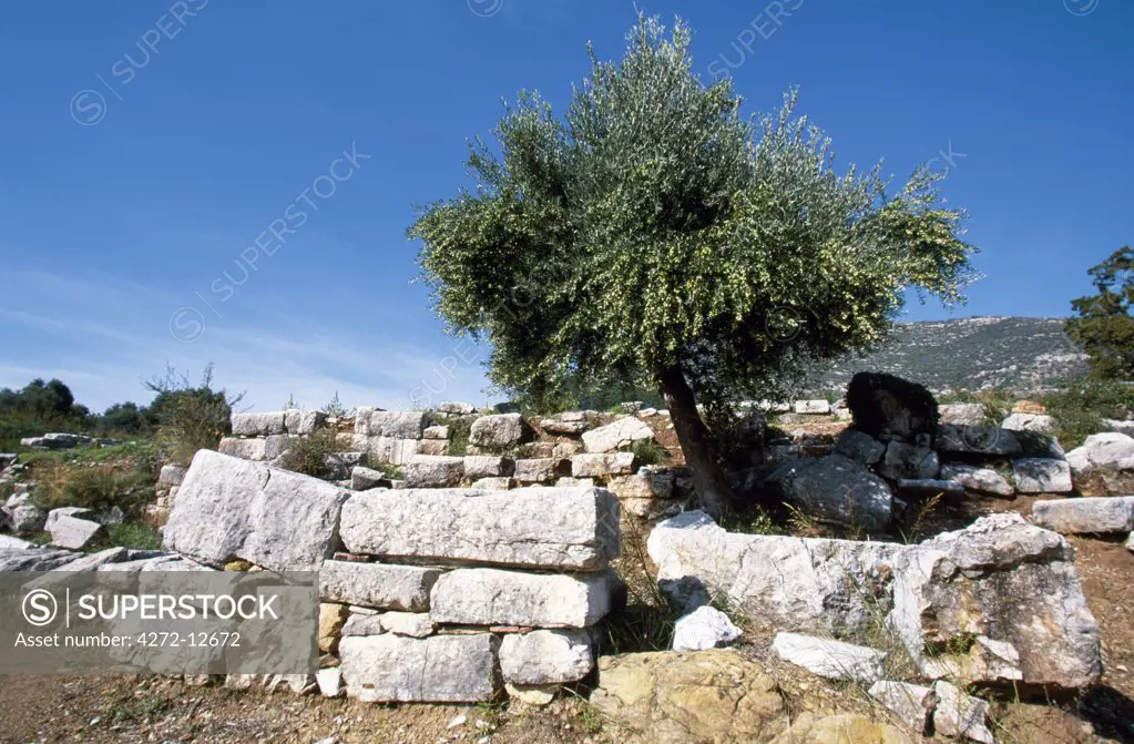 A lone olive tree rises from the 4th century BC ruins of Ancient Messene, a fortified city undergoing excavation on the slopes of Mt Ithomi.