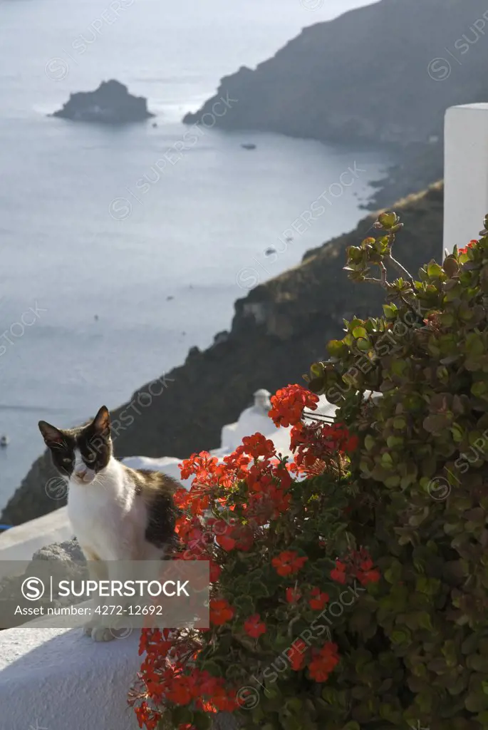 Greece, Santorini, Oia. A cat atop the cliffs of Oia, where houses have been delved into the porous volcanic rock.