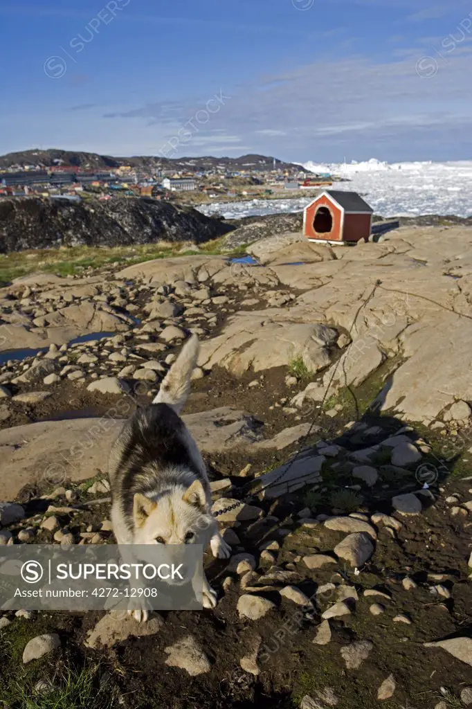 Greenland, Ilulissat. Overlooking the UNESCO Icefjord site, a Greenlandic husky resting near its kennel.