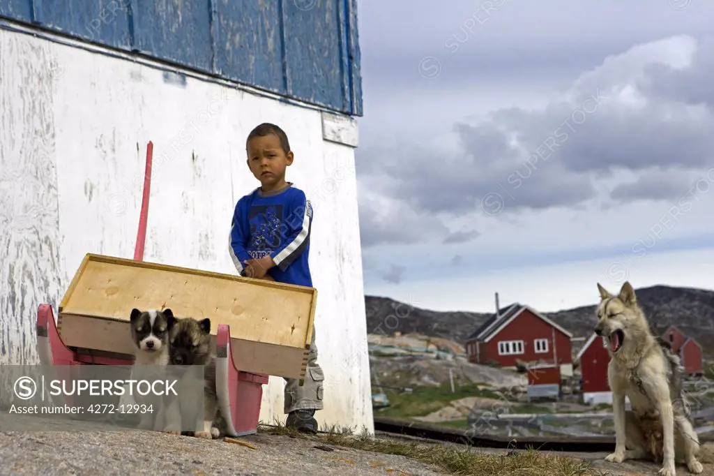 Greenland, West Greenland, Oqaatsut / Rodebay.   In a village to the north of Ilulissat where there are more sled dogs than people and which depends on hunting and fishing - Greenland Huskies are part of childhood play.