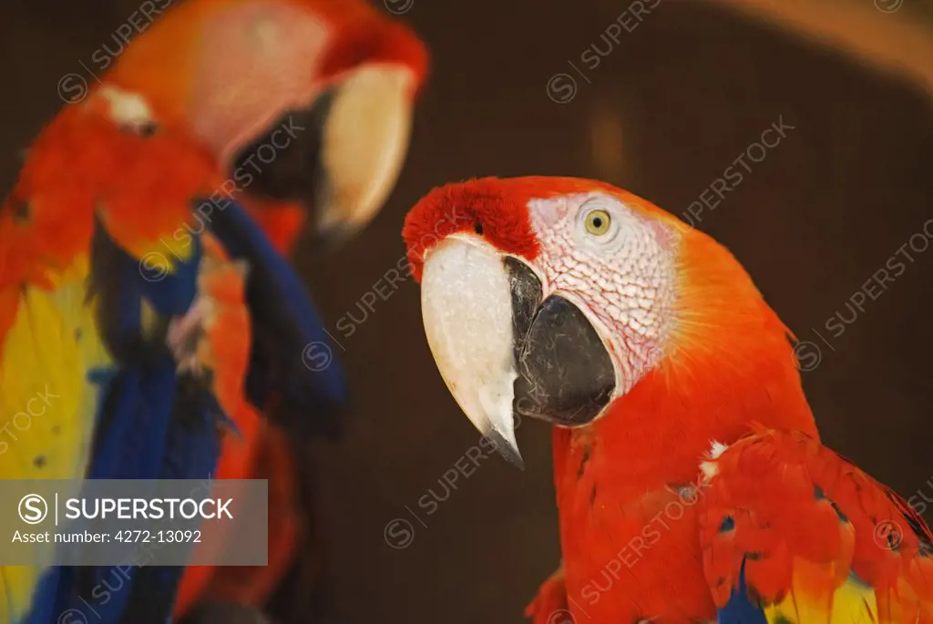 Honduras, Copan, Macaw Mountain Bird Park. Scarlet Macaw (Ara macao).