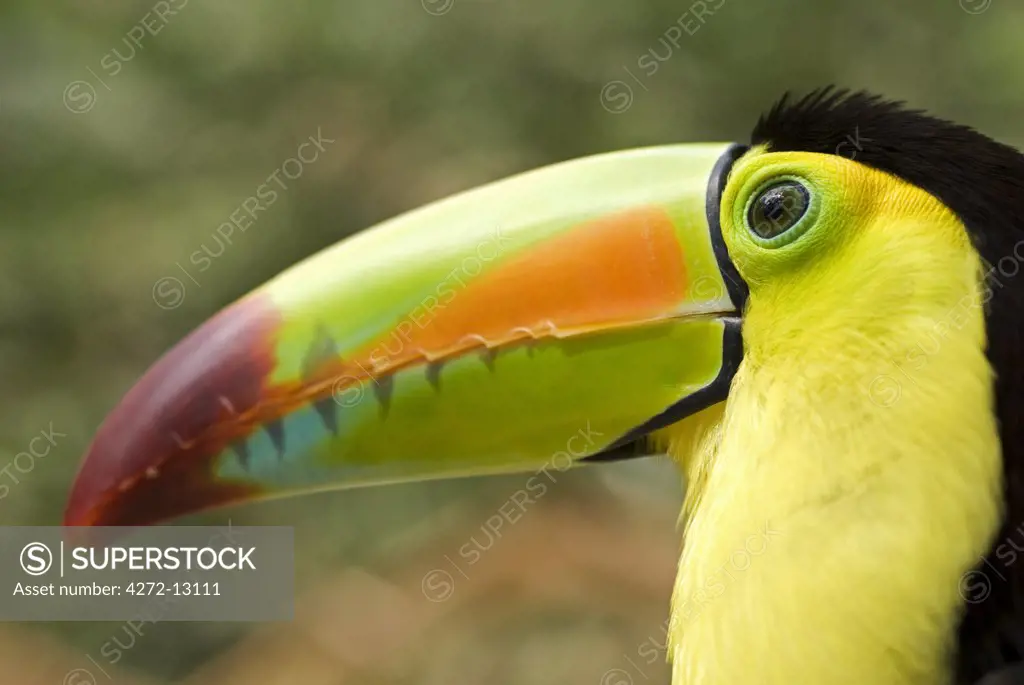 Honduras, Copan, Macaw Mountain Bird Park. Keel-billed Toucan (Ramphastos sulfuratus), also known as Sulfur-breasted Toucan, Rainbow-billed Toucan.