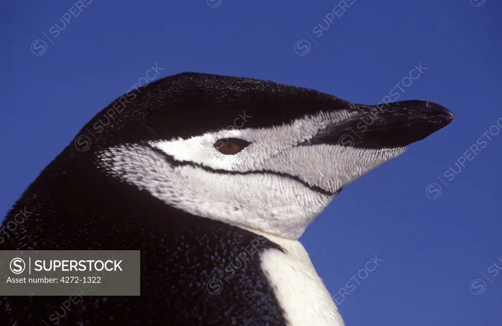 Antarctica, South Shetland Island, Aitcho Island. Chinstrap penguin (Pygoscelis antarctica)