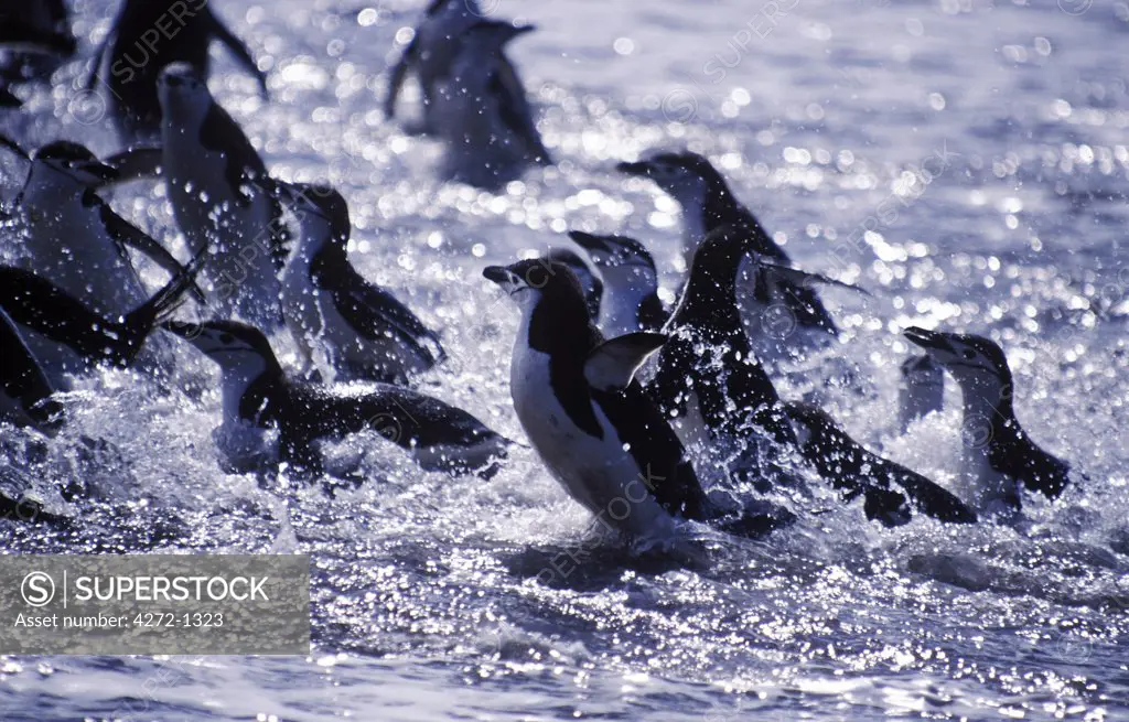 Antarctica, South Shetland Island, Deception Island. Chinstrap penguins (Pygoscelis antarctica) exiting sea at Baily Head