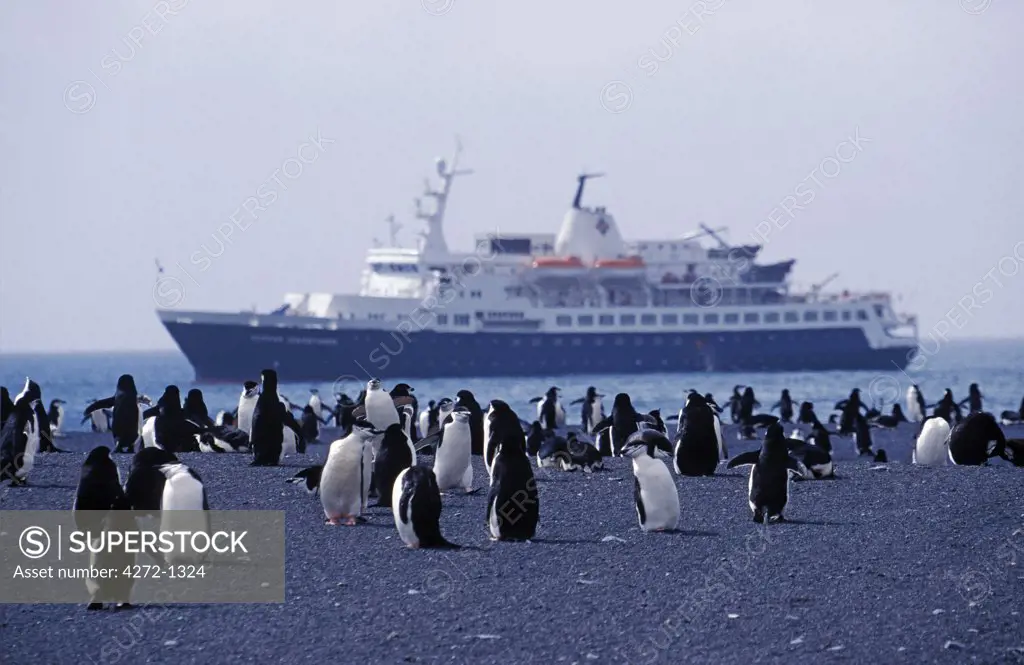Antarctica, South Shetland Island, Deception Island. Chinstrap penguins (Pygoscelis antarctica) and cruise ship at Baily Head