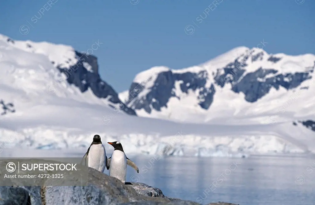 Antarctica, Antarctic Peninsula, Paradise Harbour. Gentoo Penguins, Pygoscelis papua at the Chilean base in Paradise Harbour.