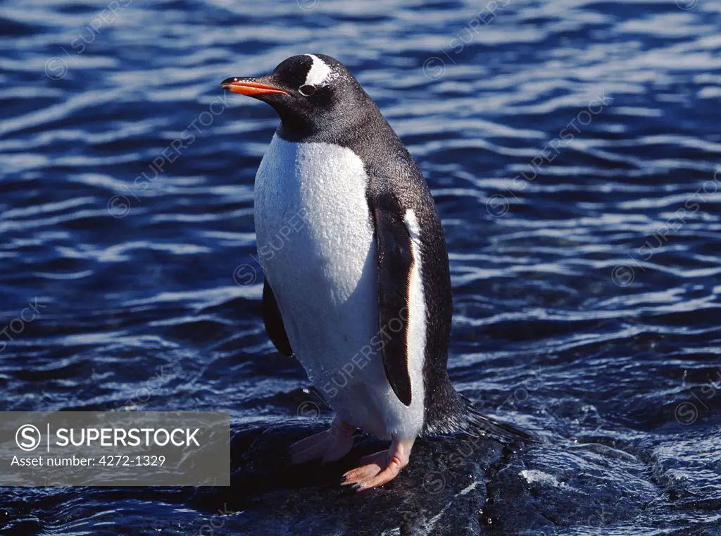 Antarctica, Antarctic Peninsula, Paradise Harbour. Gentoo Penguins, Pygoscelis papau, at the Chilean base in Paradise Harbour.