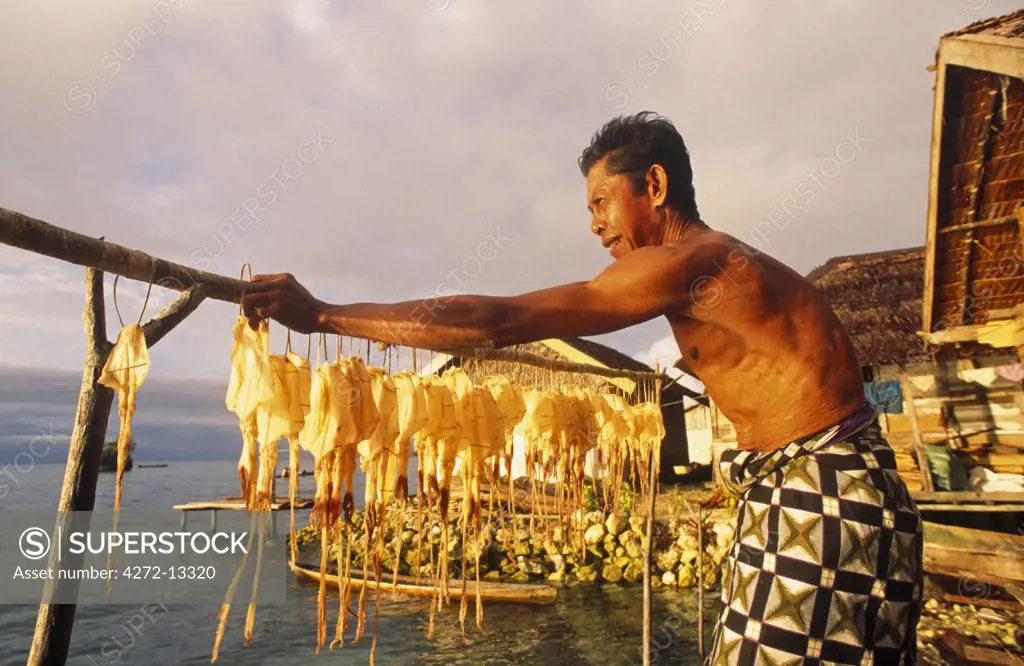 Indonesia, Sulawesi, Banggai Islands. Fisherman hanging his catch of squid to dry in the Sago Atoll.