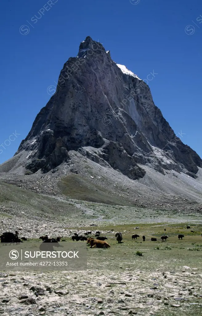 Zanskar, yaks and cows grazing below Gumbaranjon Peak (5900m/19,352ft), upper Kargyak Valley