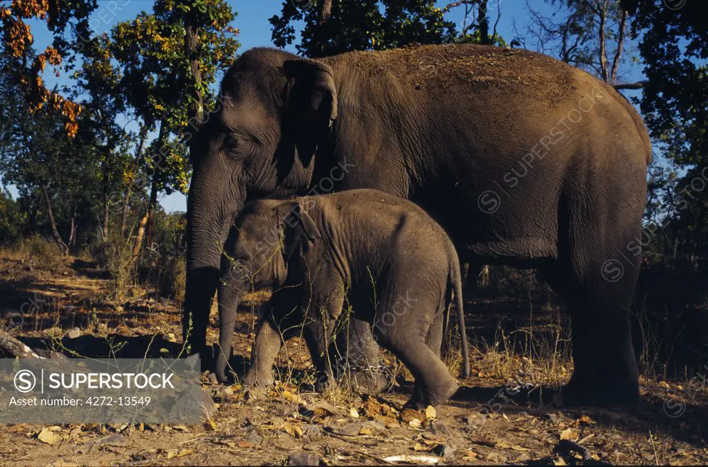 A mother and calf enjoy free time; elephants are often used to take visitors on early morning safaris.