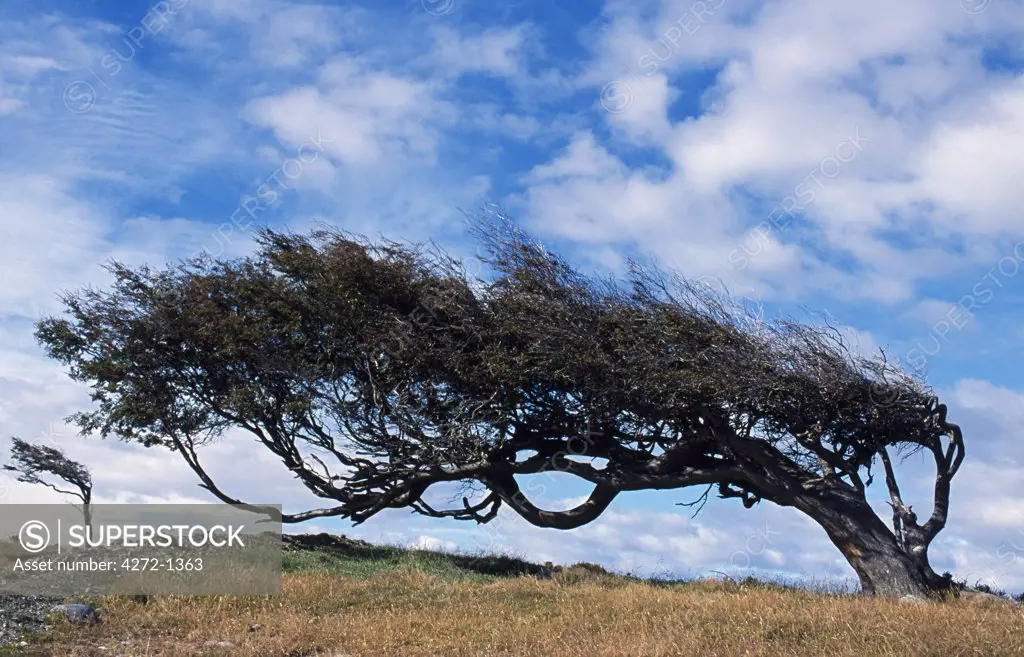 Argentina, Tierra del Fuego, Estancia Harberton. Tree bent over from the strong Tierra Del Fuego West winds